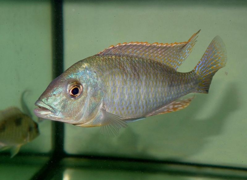 Hemitilapia oxyrhynchus